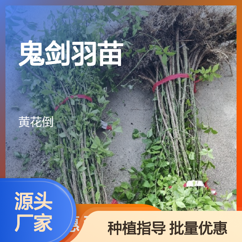 鬼剑羽苗 批发种植园直供 园林优选 易于修剪 移栽方便