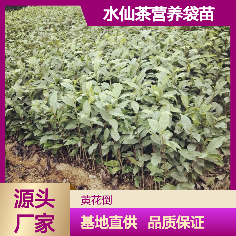 基地直供水仙茶营养袋苗 全程技术指导十几年苗木培育经验