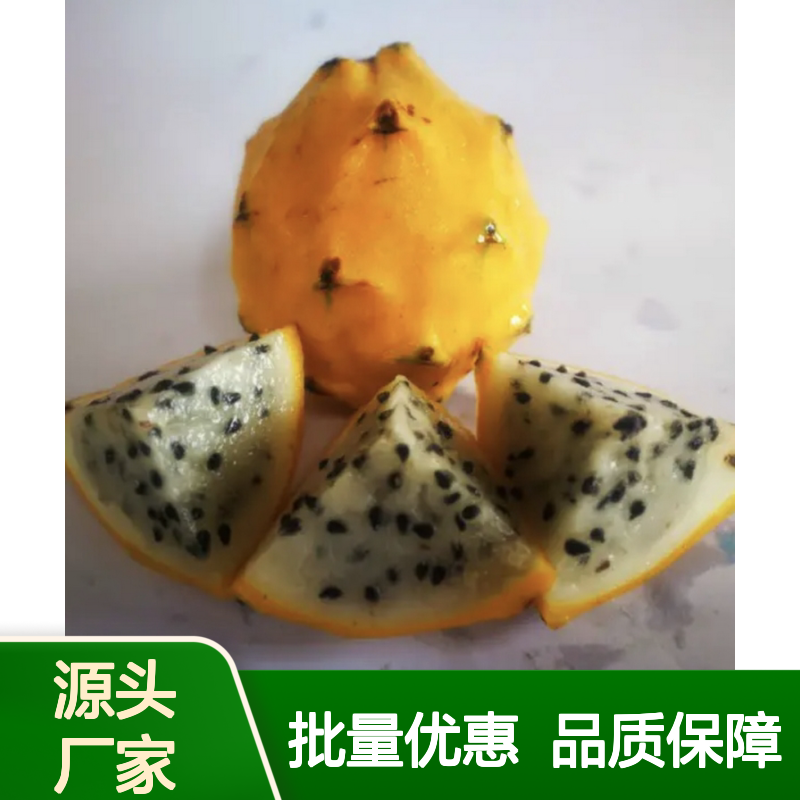 红心火龙果苗 批发种植 优选品种 高成活率 肉质灌木