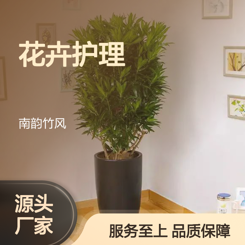 南韵竹风绿植盆栽 花卉护理专家优选 成活率高