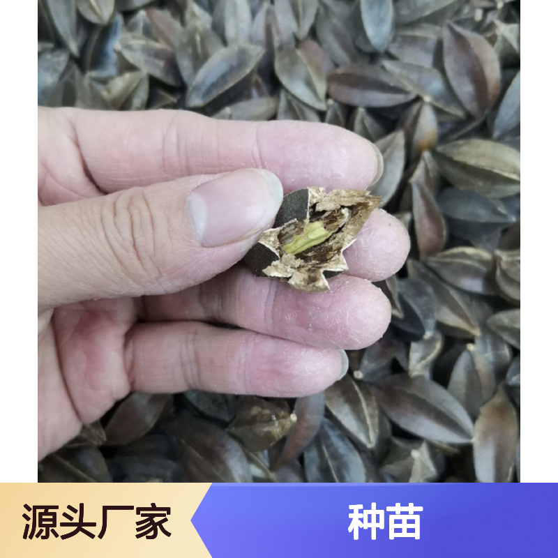 现挖现卖史君子种苗 基地直发包教种植管理技术品质纯正可票