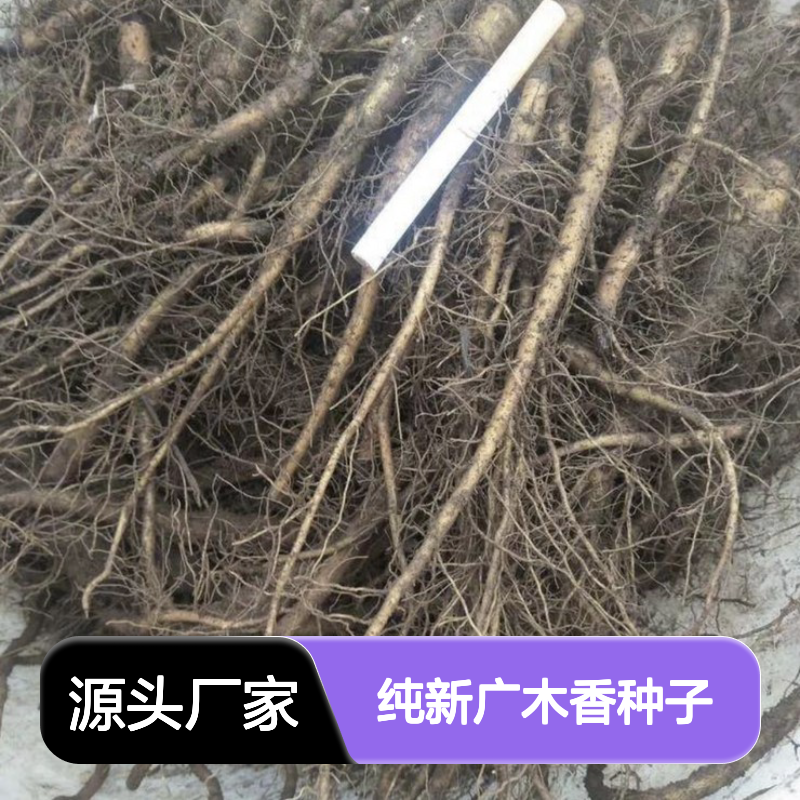 当年纯新广木香种子 自产自销技术指导 高发芽率