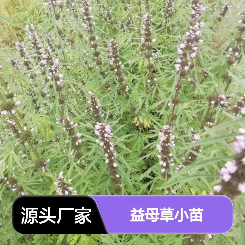 益母草小苗批发 充足水分条件优选 基地直供 种植简单