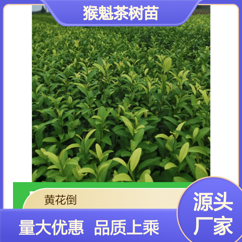 百亩基地猴魁茶树苗 批发优选 专业培育 技术成熟