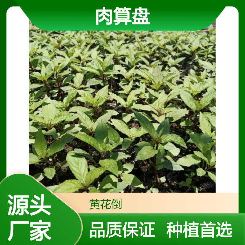 肉算盘种苗 特色水果种植 滋补养生 高产高效 饱满多汁