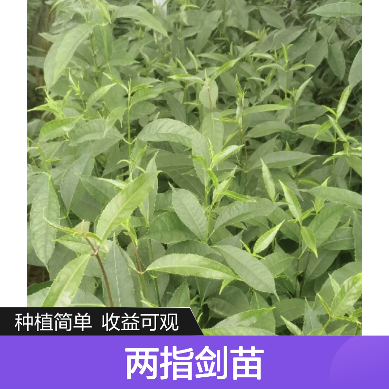 两指剑苗 小乔木植物荒山农田种植 收益颇丰 适应性强