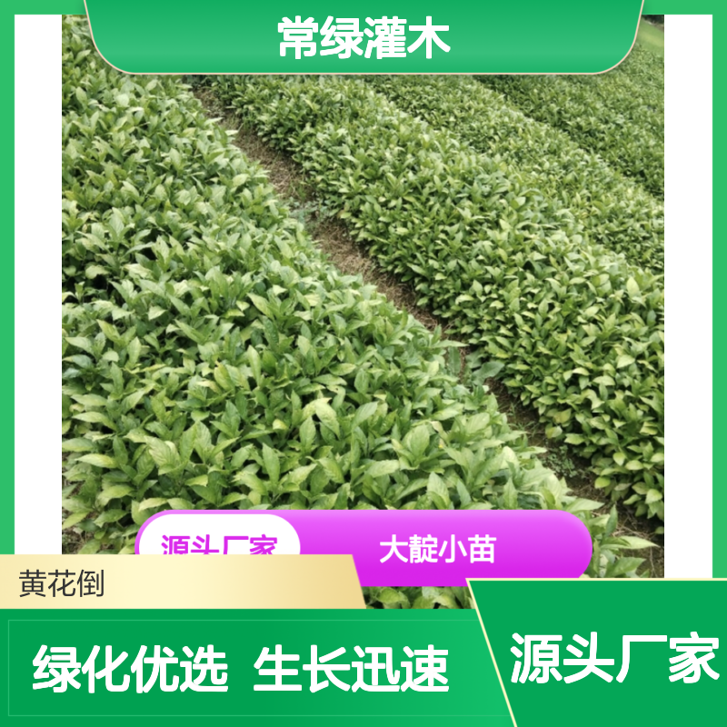 大靛小苗批发 基地直供 常绿灌木 易于管理 生长迅速