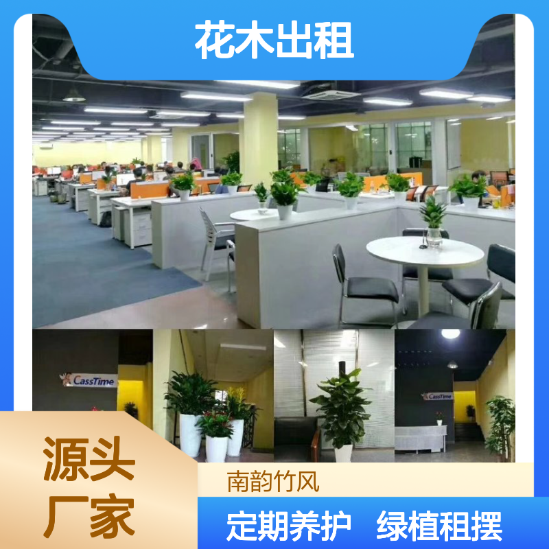 花木出租 南 山前海公司绿植租摆服务 植物场地造景 定期上门养护