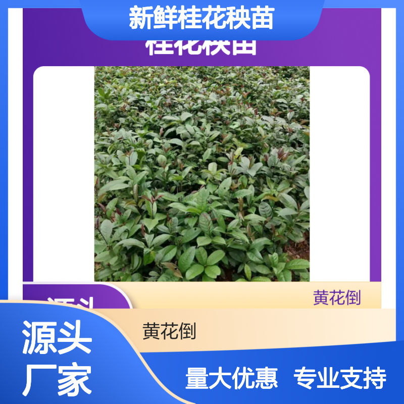新鲜桂花秧苗 园林绿化工程优选 技术支持 成活率高