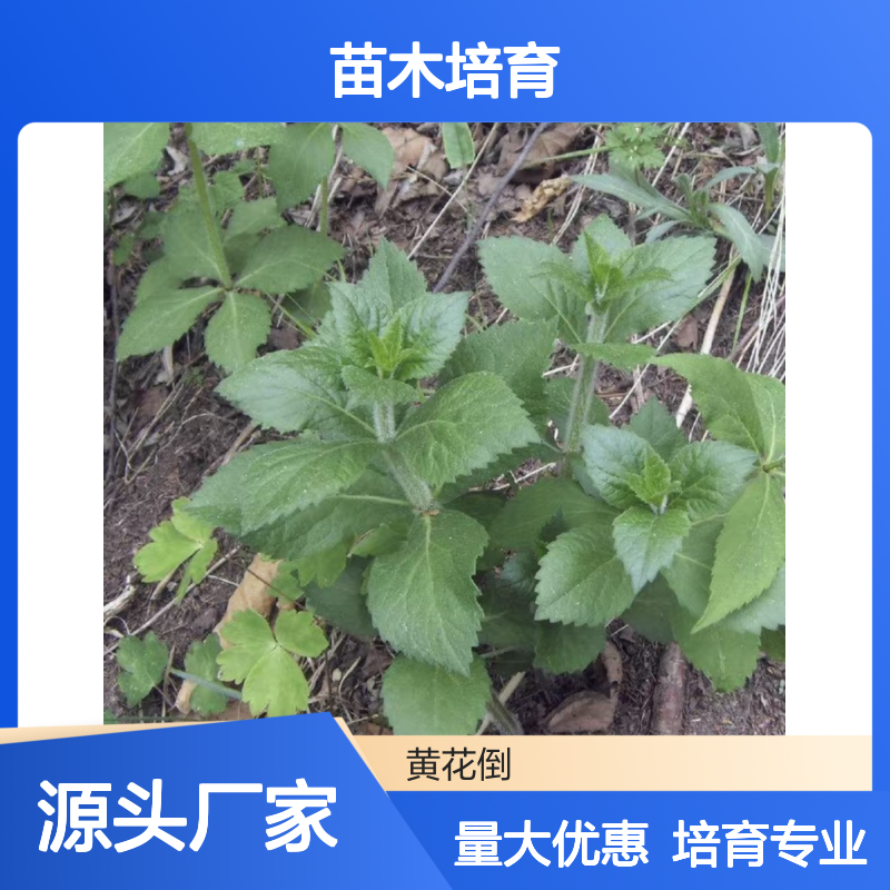 文希苗常绿灌木苗木 当天起苗当天发 品质优良