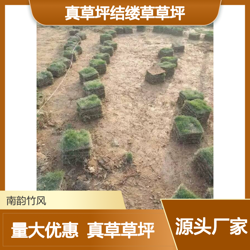草皮批发 带土真草坪结缕草草坪 抗踩踏弹性良好 南韵竹风
