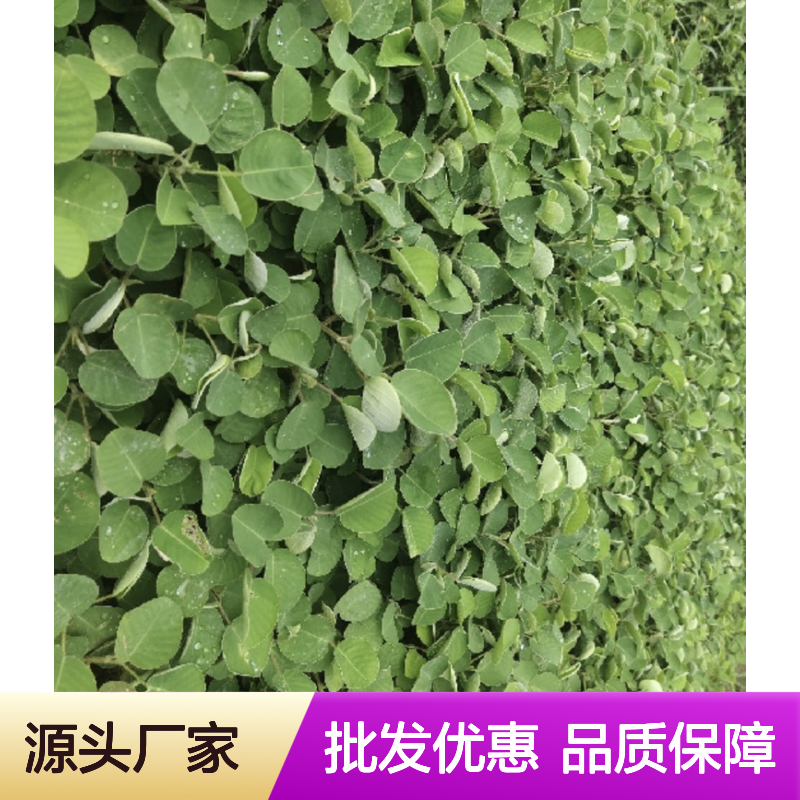 金钱草种苗 批发供应 生命力强 管理简单 凉茶佳品