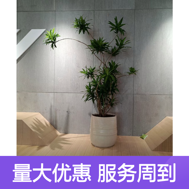 南韵竹风花木租摆 承接绿化工程 品种多样 货源充足