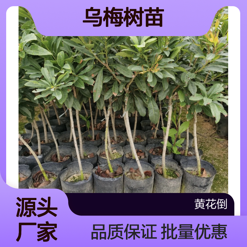 乌梅树苗 基地直供 批发优选 栽种指导 成活率高