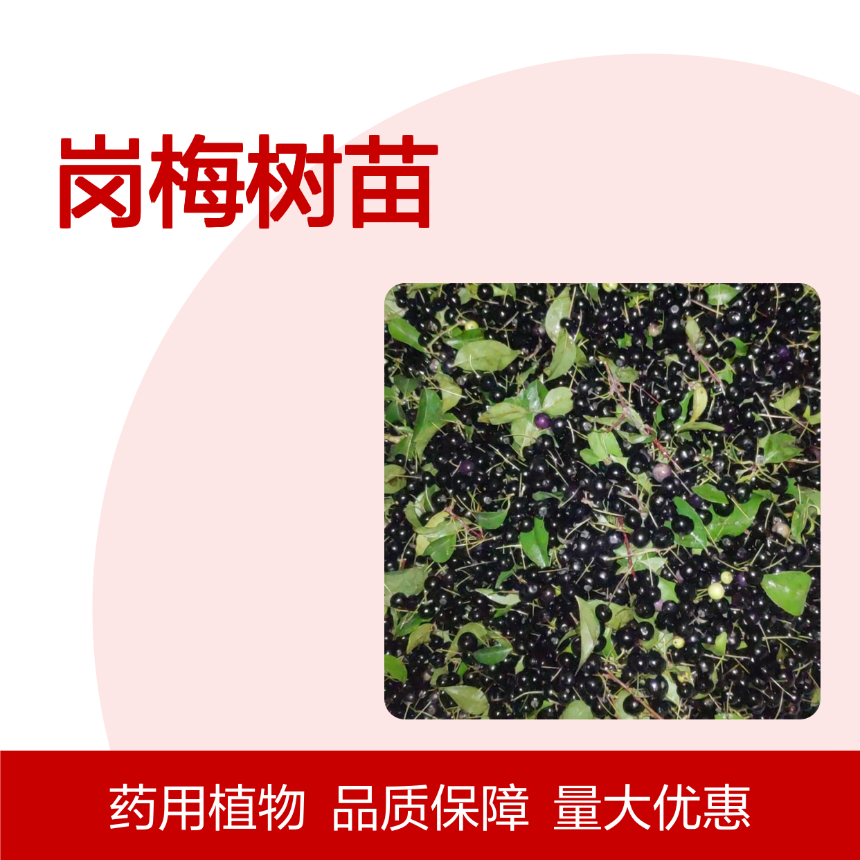 岗梅树苗 落叶灌木 中药植物 品质优良 生长迅速