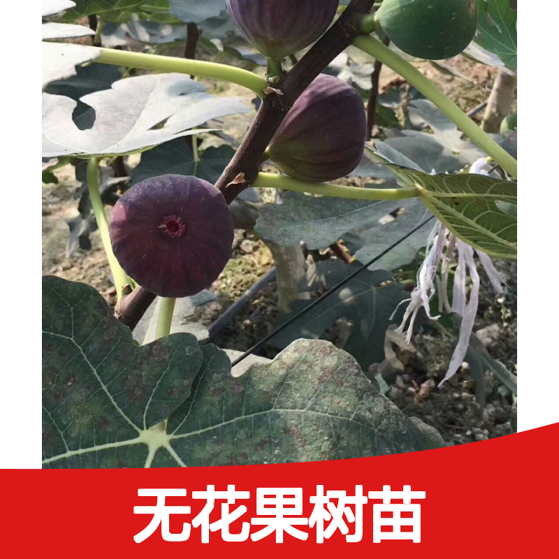 无花果树苗 批发供应 果期长易繁殖 抗风耐旱 吸尘防噪