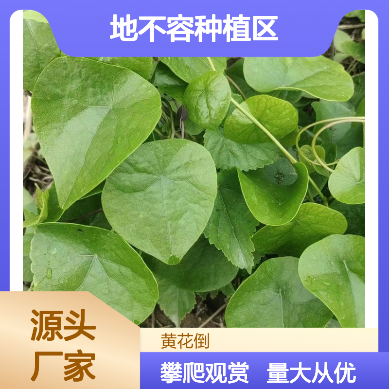 地不容小苗 千金藤盆栽观叶植物 适应性强 易扦插繁殖
