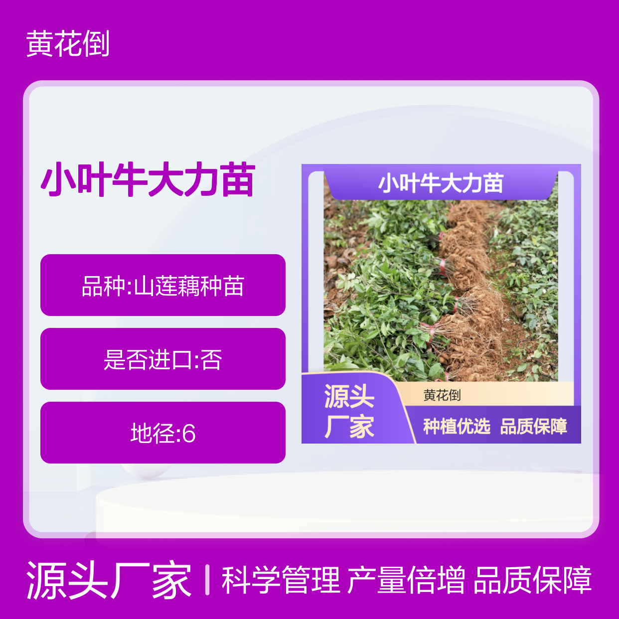 小叶牛大力苗 药材种植优选 管理科学 产量倍增