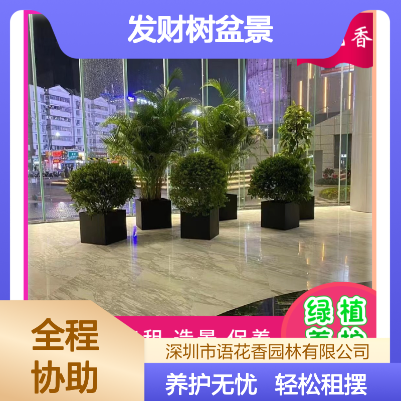 发财树盆景 栀子花盆栽 绿植装饰出租 设计养护 承接绿化工程