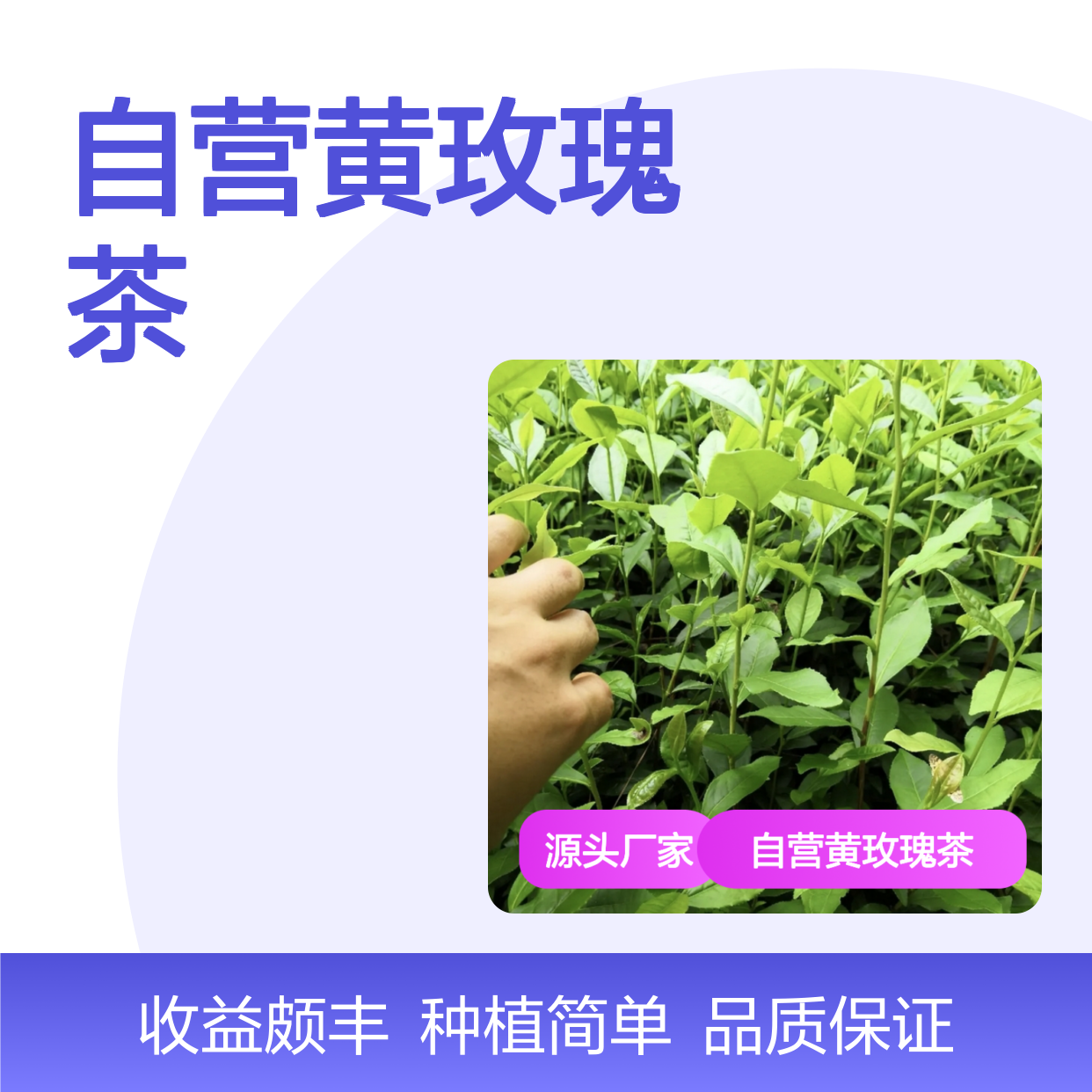 苗木合作社自营黄玫瑰茶小杯苗 种植收益好荒山农田均可种植