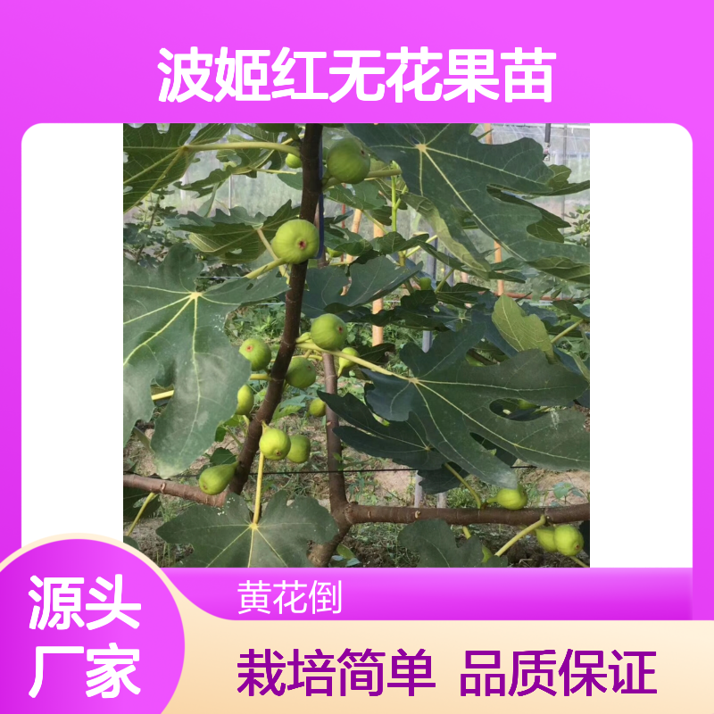 波姬红无花果苗 基地直供 红色品种 观赏性强 抗旱耐盐