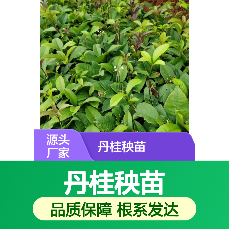 产地批发丹桂秧苗 多年生根系发达 成活高规格齐全