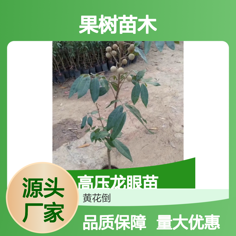 高压龙眼苗 果树苗木优选 果实饱满肉质爽脆 生长力强