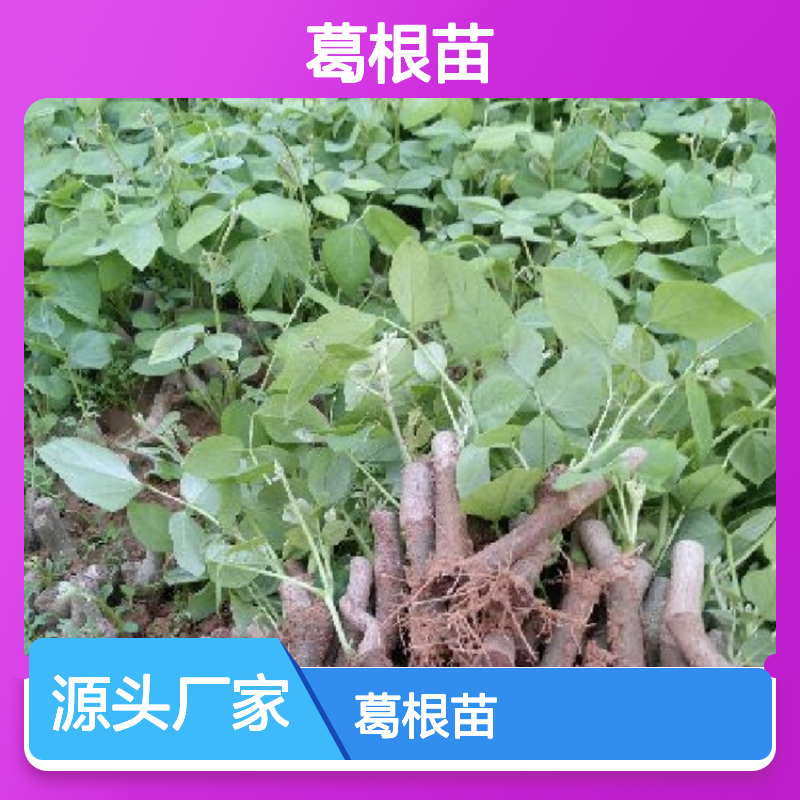 葛根苗 园林绿化优选 粗壮藤本 生长旺盛 适应性强