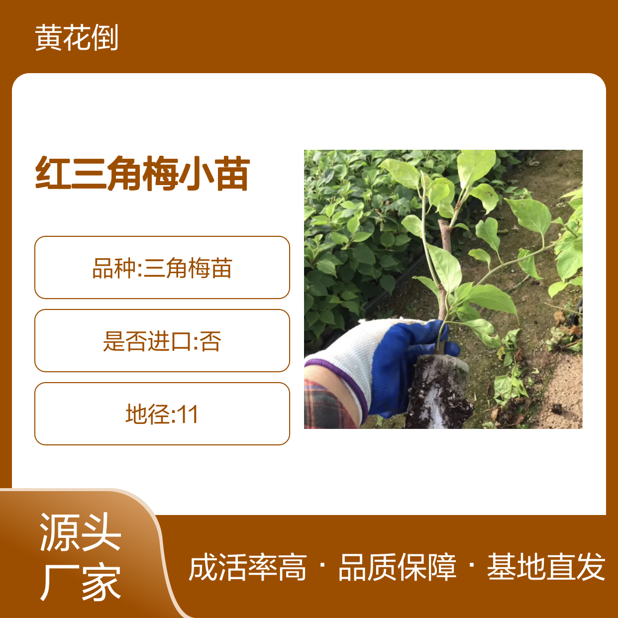 红三角梅小苗 基地直供 极易扦插 生长迅速 花色艳丽