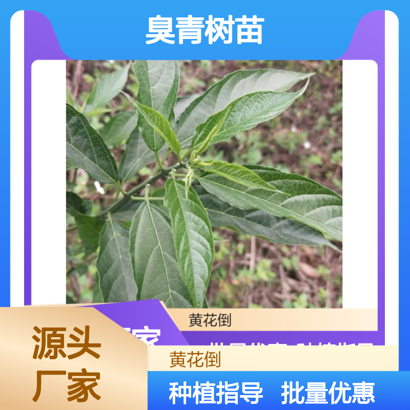 臭青树苗 山地种植优选 园林绿化落叶灌木 管理简便