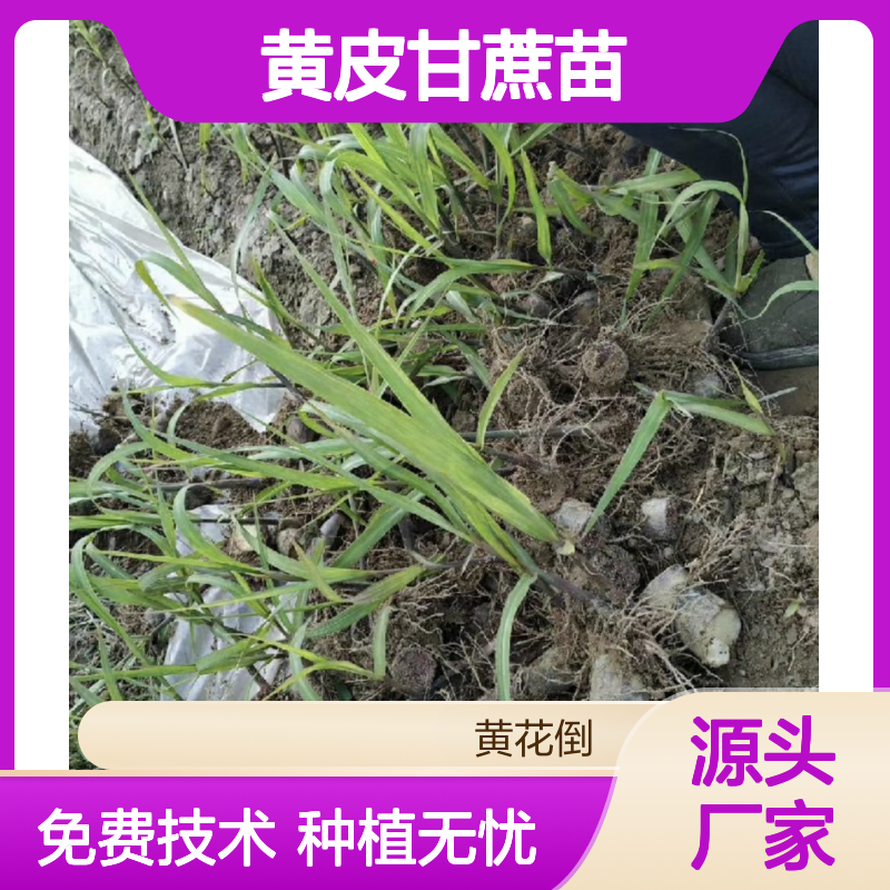 黄皮甘蔗苗 基地直供 手工操作种植 技术支持 适应性强
