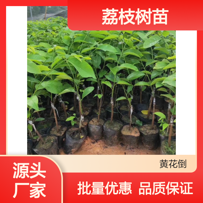番荔枝树苗 百亩种植园直供 货源充足 品质优良