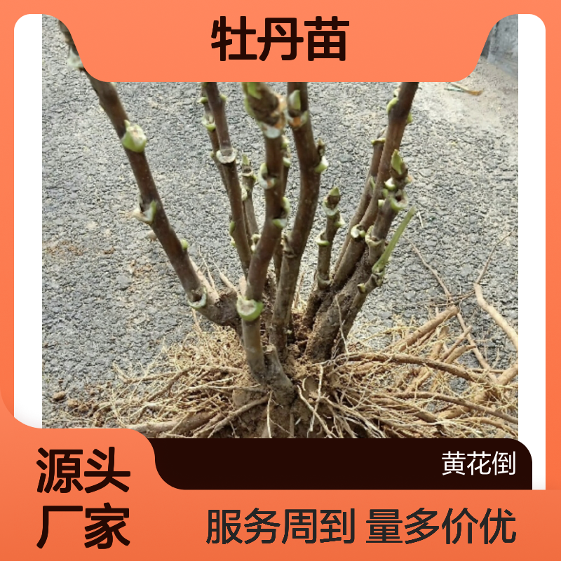 牡丹苗基地直供 园林绿化优选品种 色泽鲜艳 清香四溢