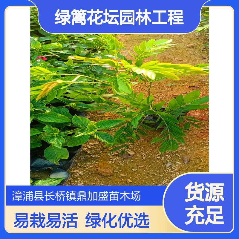 鼎加盛红绣球盆栽地栽苗 常色叶常绿 露地栽培 绿篱花坛园林工程绿化