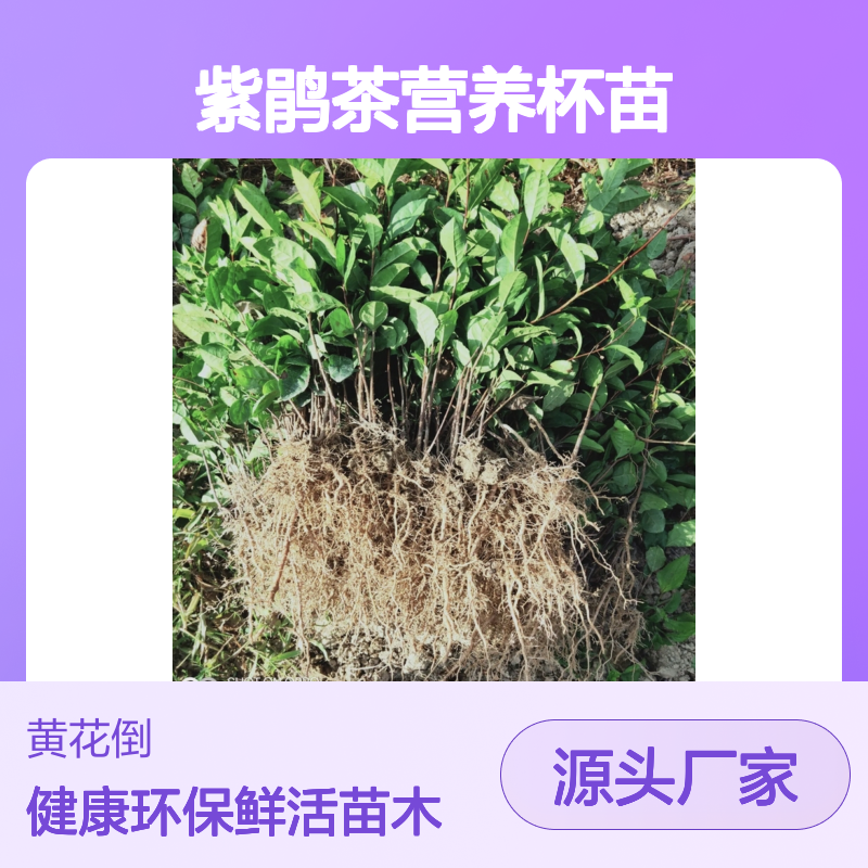 紫鹃茶营养杯苗 当天起苗当天发 品质优良 专业培育