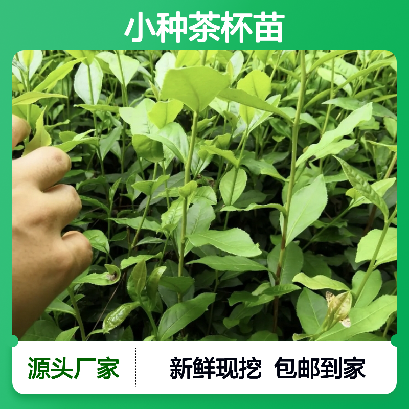 现起现发正山小种茶杯苗 送货上门包邮欢迎来电洽谈经验分享