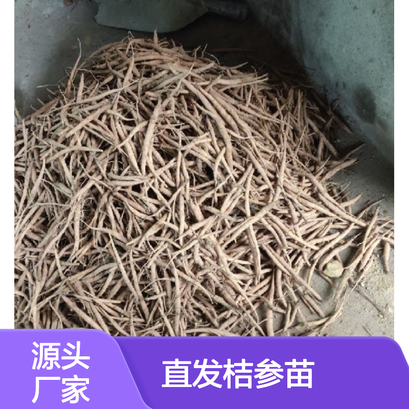 产地直发桔参苗 多年生根系发达成活高规格齐全