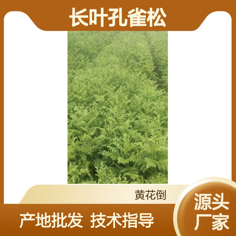 当年采收长叶孔雀松种子 产地批发免费技术指导