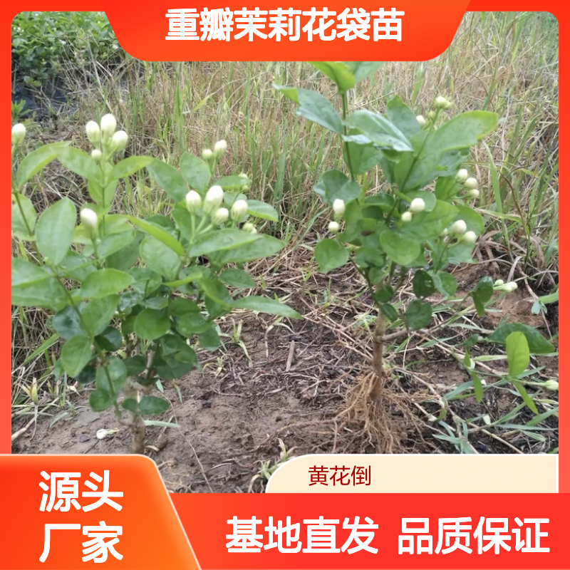 重瓣茉莉花袋苗 基地直供 芳香四溢 耐寒耐旱 观赏性强