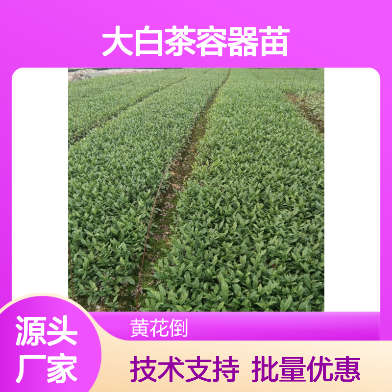大白茶容器苗 基地直发 品质纯正 包教技术 管理到位