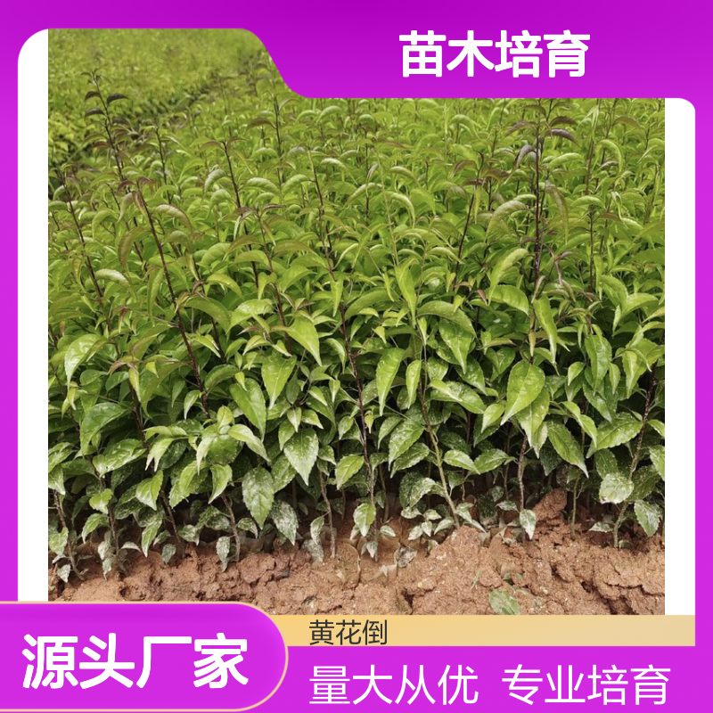 天星木种苗批发 培育专业 合作社直供 一手货源