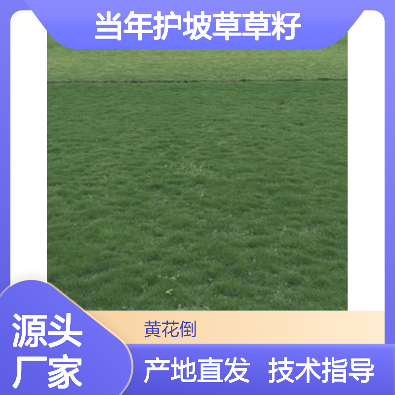 新采收当年护坡草草籽 产地直发免费技术指导