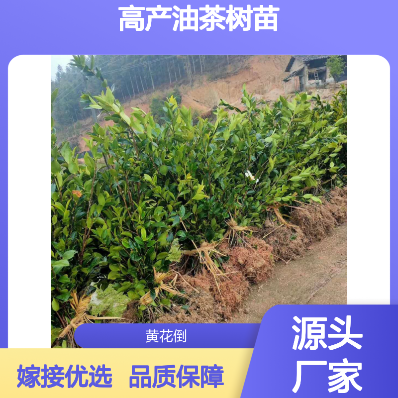 高产油茶树苗 嫁接苗果大皮薄收益高 品种优良