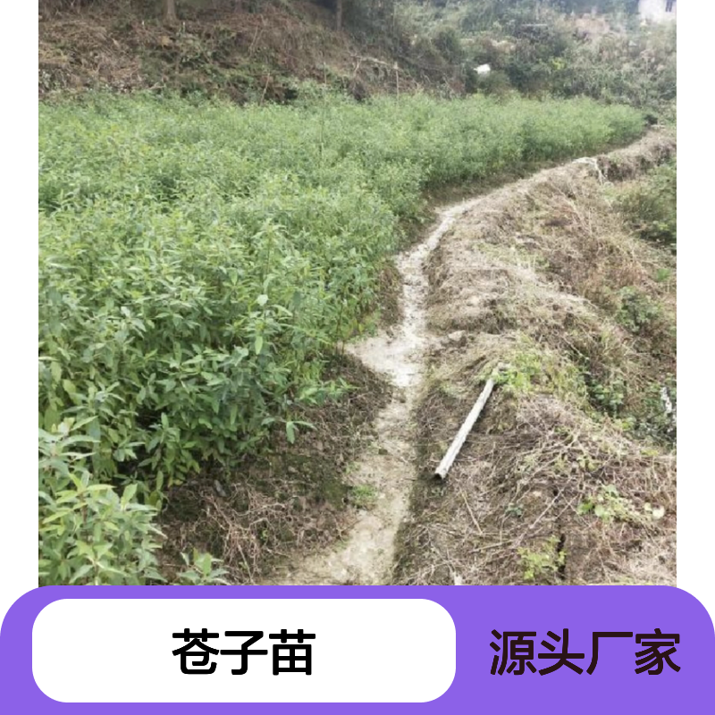 大叶山苍子苗 批发种植 主产区直供 品质优良 适应性强