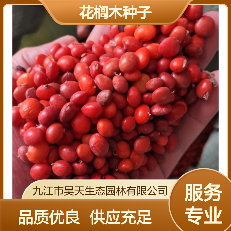 珍稀热门树种 花榈木种子 昊天园林红豆种苗木基地