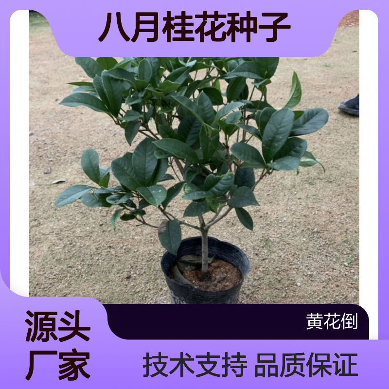 当年新收八月桂花种子 产地一手货源免费技术指导