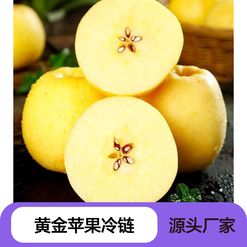 维纳斯黄金苹果冷链运输 脆甜多汁果味浓 果园直发冷藏物流