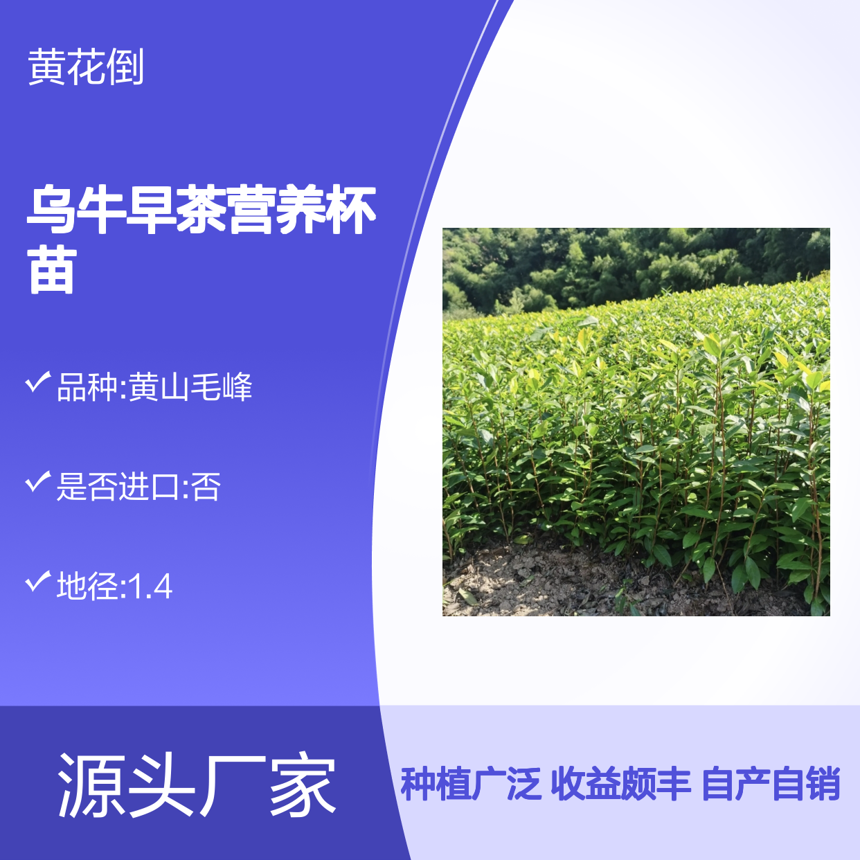 自产自销乌牛早茶营养杯苗 种植收益好荒山农田均可种植