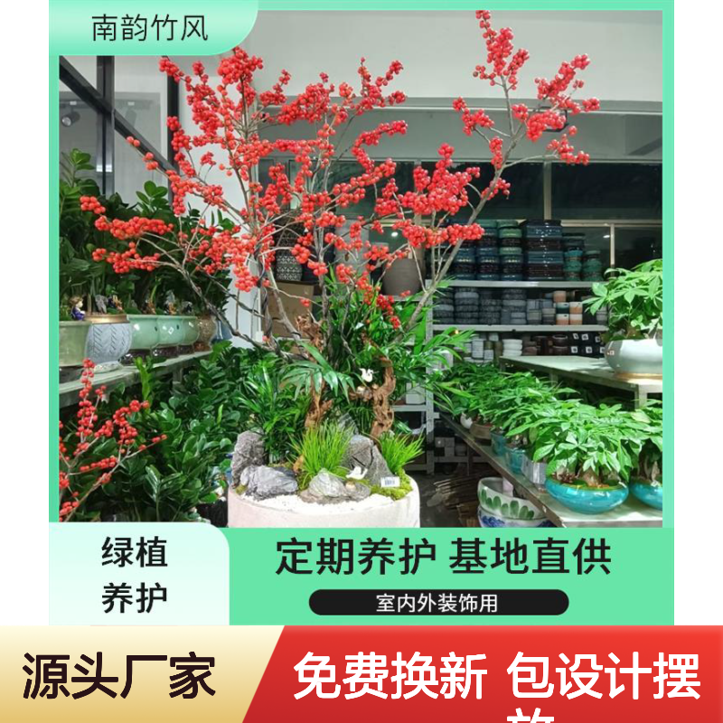 南韵竹风 临时短期花卉租赁 场地绿植盆栽装饰 平安树 氛围打造
