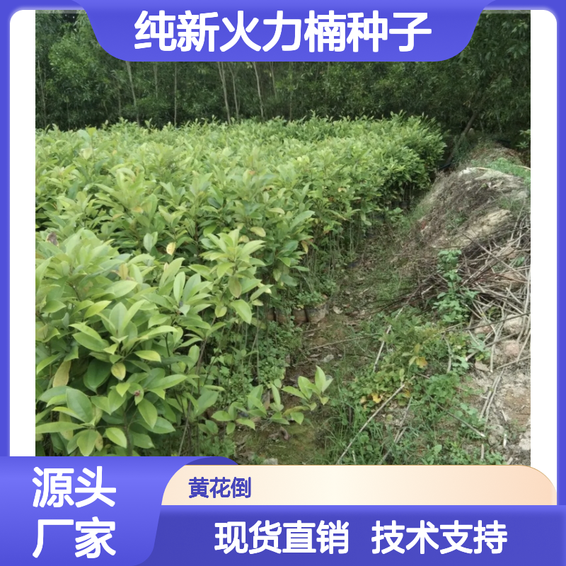 纯新火力楠种子 适宜温暖湿润气候 生长迅速 耐寒耐旱